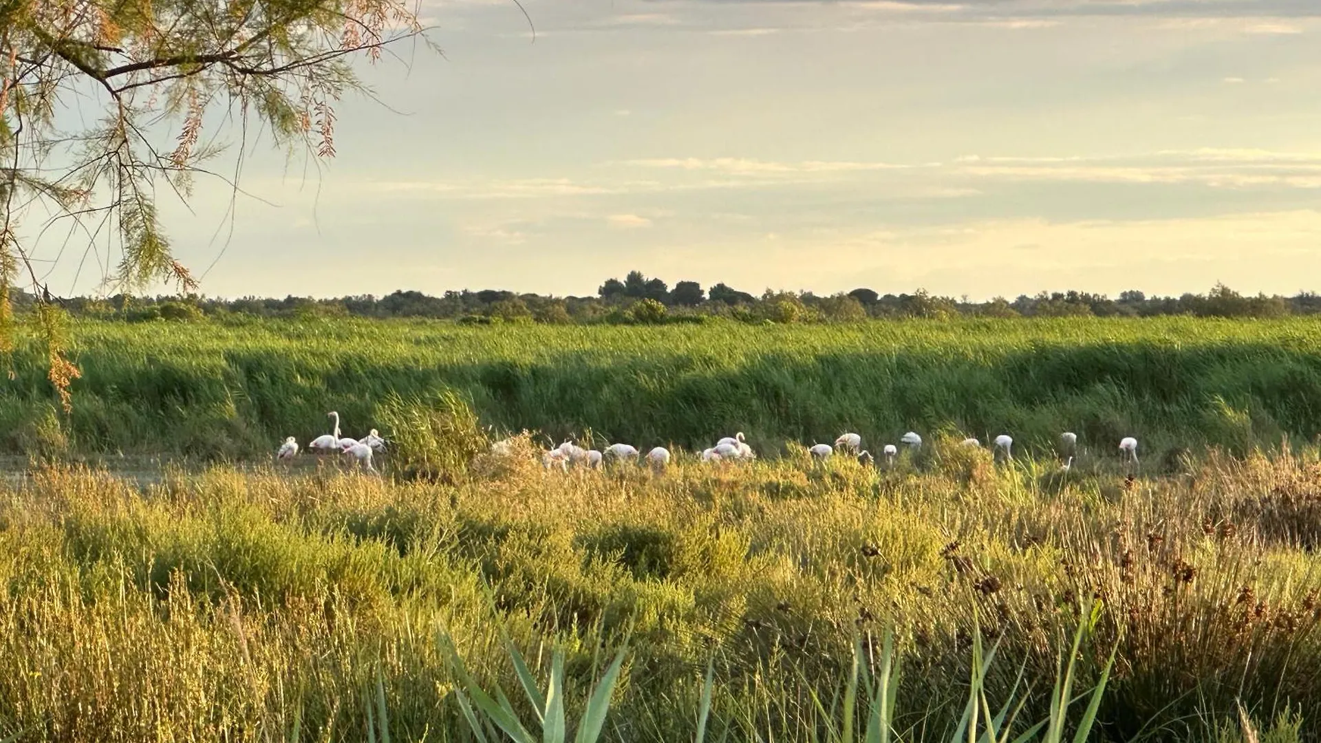 Bed & Breakfast Mas Du Couvin, Maison D'Hotes En Camargue Saintes-Maries-de-la-Mer
